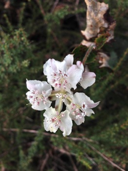 Denmark Wildflowers