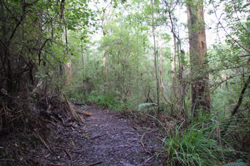 Harewood Forest Trail, Denmark, Western Australia