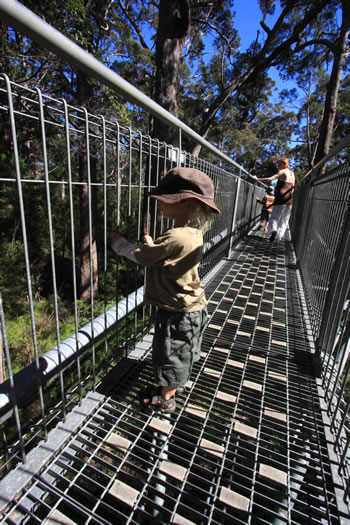 Treetop walk is Child Friendly