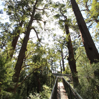 Valley of the Giants