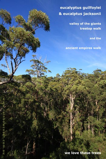 Karri Trees in Denmark WA