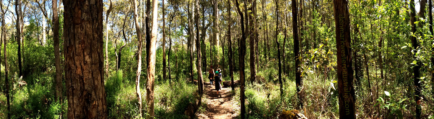 Forest Walks in Denmark WA