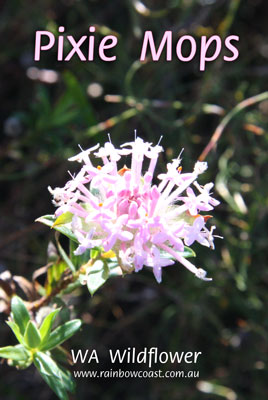 Pixie Mop Flower