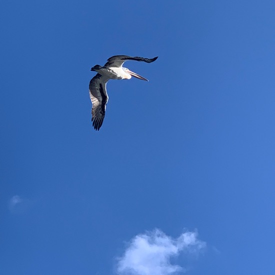 Western Australian Pelican